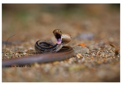 Coelognathus radiatus