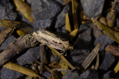 Atomotricha