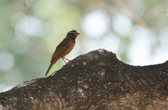 Emberiza tahapisi