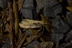 Atomotricha