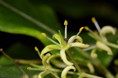 Pittosporum eugenioides