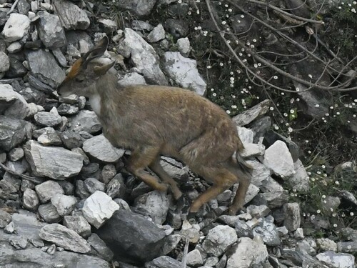 Himalayan Goral