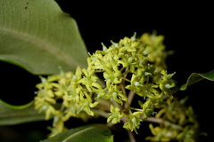 Pittosporum eugenioides