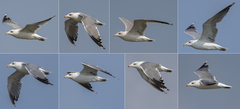 Larus armenicus