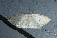 Orthoclydon praefectata