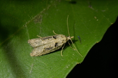 Heterocrossa