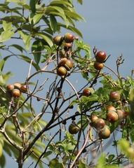 Lithocarpus konishii