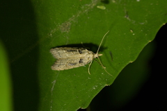 Heterocrossa