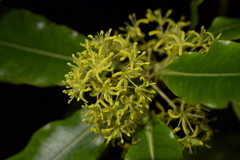 Pittosporum eugenioides