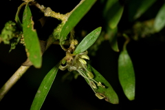Coprosma linariifolia