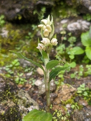 Goodyera