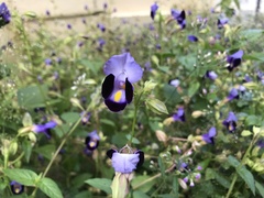 Torenia fournieri