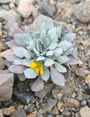 Physaria alpina