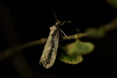 Atomotricha