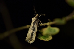 Atomotricha
