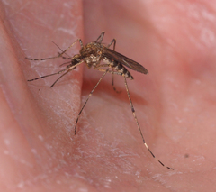 Aedes camptorhynchus