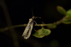 Atomotricha