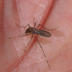 Aedes camptorhynchus