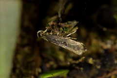 Atomotricha