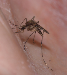 Aedes camptorhynchus