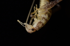 Macropathinae