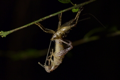 Macropathinae