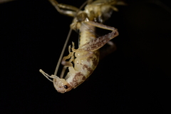 Macropathinae
