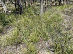 Dianella longifolia