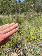 Dianella longifolia