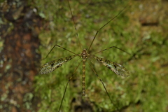 Austrolimnophila argus