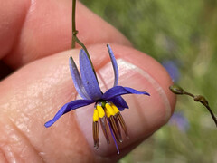 Dianella longifolia