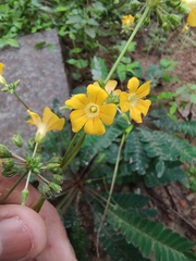Biophytum sensitivum