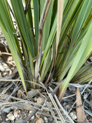 Dianella longifolia