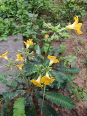 Biophytum sensitivum