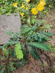 Biophytum sensitivum