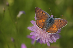 Lycaena alciphron