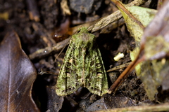 Ichneutica plena