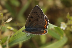 Lycaena alciphron