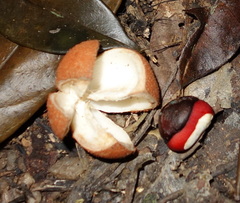 Dysoxylum parasiticum