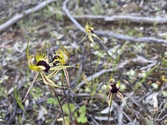 Caladenia stricta