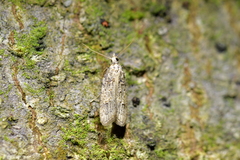 Heterocrossa