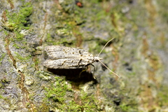 Heterocrossa