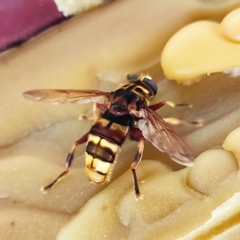 Milesia crabroniformis