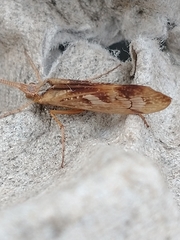 Limnephilus marmoratus