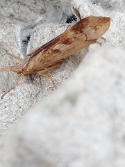 Limnephilus marmoratus