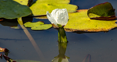 Ottelia ovalifolia