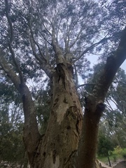 Eucalyptus radiata