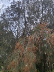 Allocasuarina littoralis
