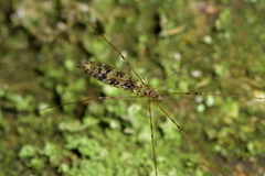 Austrolimnophila argus