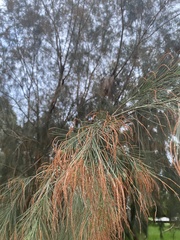 Allocasuarina littoralis
